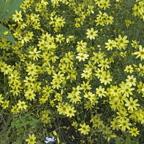 3 Coreopsis verticillata 'Moonbeam' Starter Perennials. Bright Lemon-Yellow Flowers. Loves Sun.