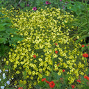 Walters Gardens Inc. / Coreopsis 'Moonbeam'