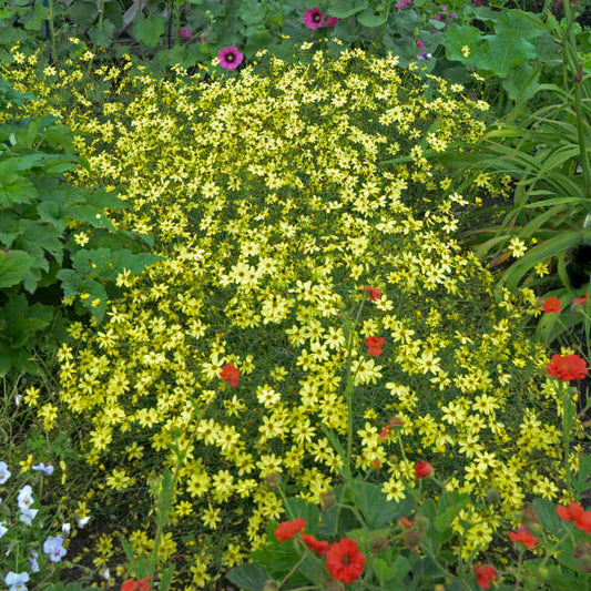 3 Coreopsis verticillata 'Moonbeam' Starter Perennials. Bright Lemon-Yellow Flowers. Loves Sun.