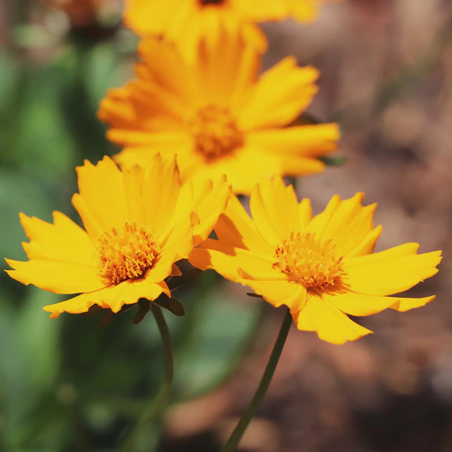 3 Coreopsis 'Nana' Mouse-Ear Tickseed Perennial Starters. Love Sun. Easy to Grow. Great for Beginners.
