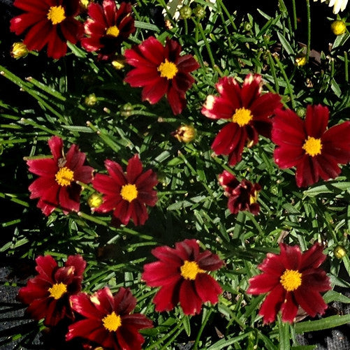 3 Coreopsis 'Li'l Bang™ 'Red Elf' Starter Perennial Plants. Compact, V ...