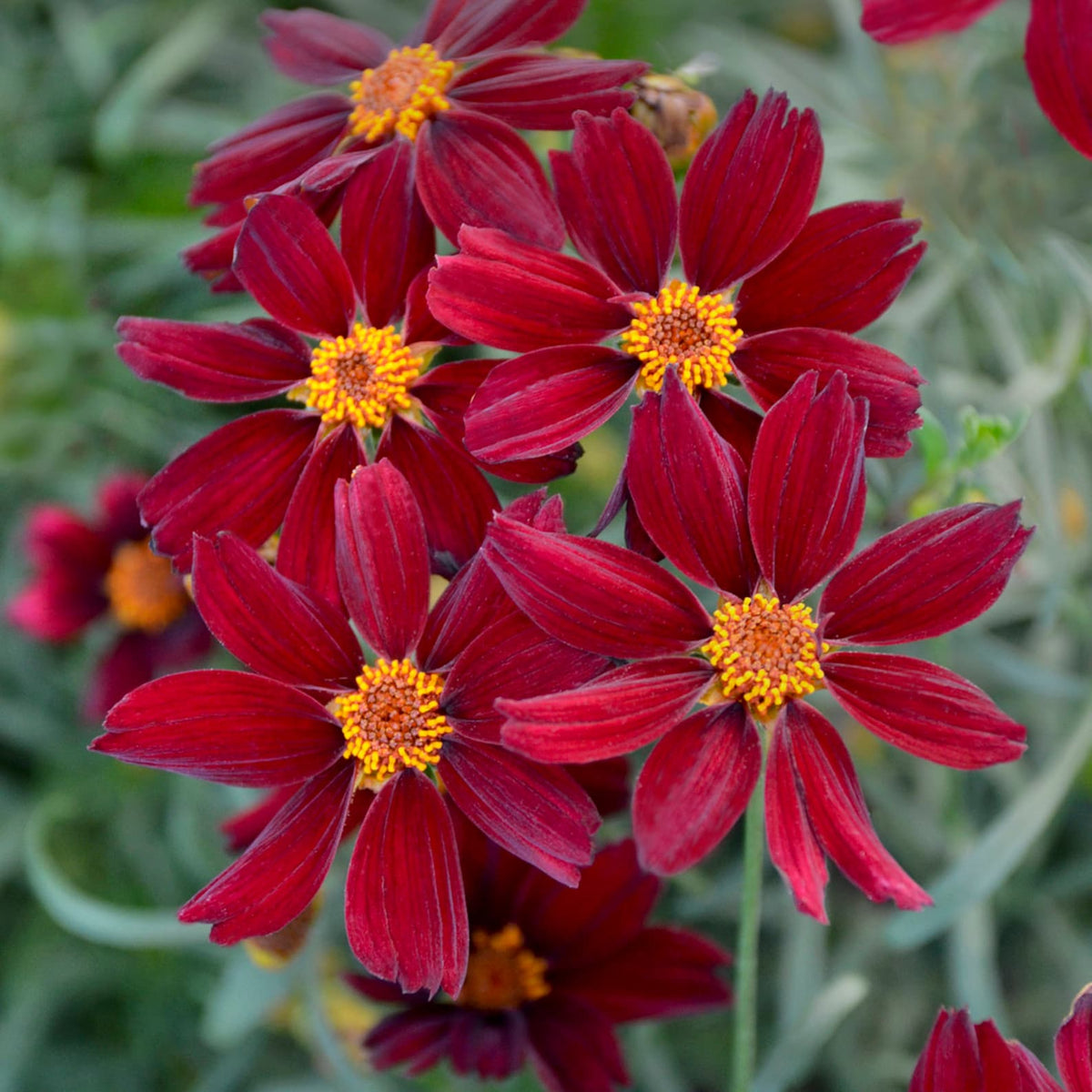 3 Coreopsis 'Red Satin' Starter Tickseed Perennials. Attracts butterfl ...