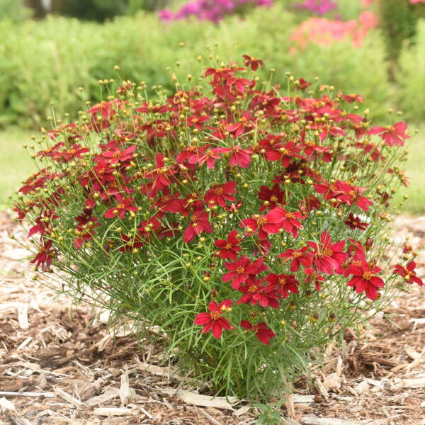 3 Coreopsis verticillata 'Scarlet Ribbons' Starter Perennials. Velvet Maroon Blooms. Love Sun.