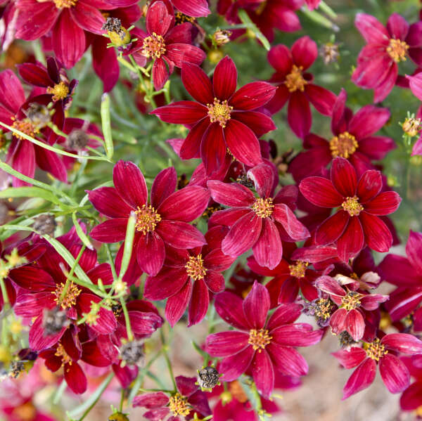 3 Coreopsis verticillata 'Scarlet Ribbons' Starter Perennials. Velvet Maroon Blooms. Love Sun.