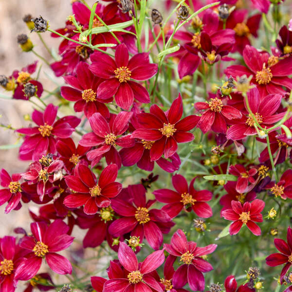 3 Coreopsis verticillata 'Scarlet Ribbons' Starter Perennials. Velvet Maroon Blooms. Love Sun.