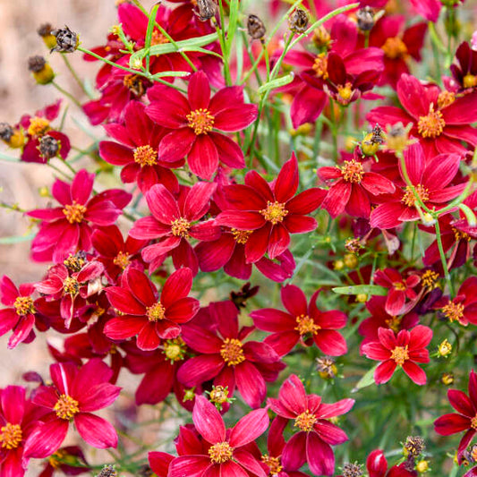 3 Coreopsis verticillata 'Scarlet Ribbons' Starter Perennials. Velvet Maroon Blooms. Love Sun.