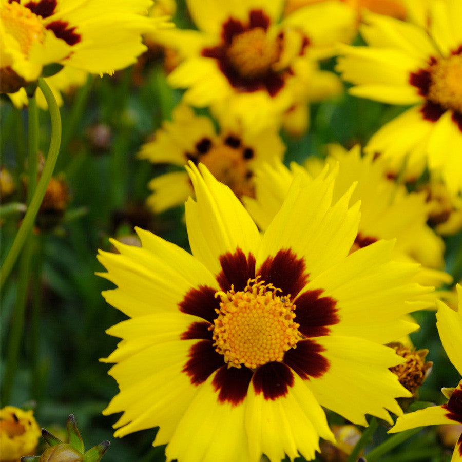 3 Coreopsis grandiflora 'Sunkiss' Starter Perennial. Brilliant Yellow ...