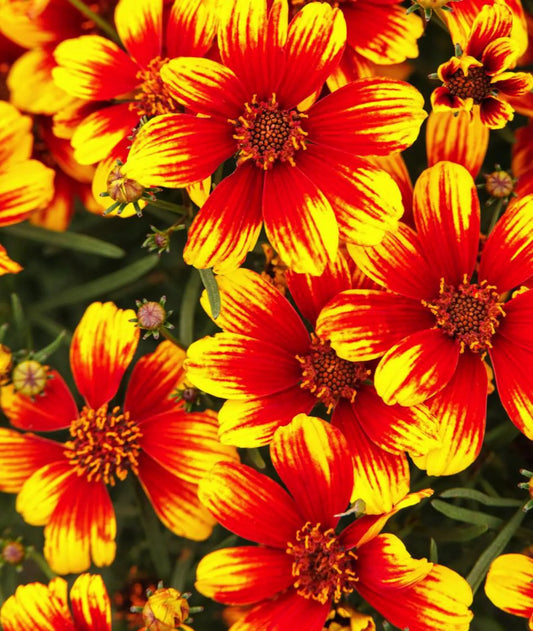 4 Live Sunstar Orange Coreopsis Perennials. Stunning Colors. Super Easy to Grow. Loves Sun. Attracts Butterflies and Hummingbirds.