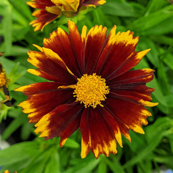 3 Coreopsis UPTICK™ Red 'Baluptred' Tickseed Perennial Starters. Love Sun. Easy to Grow. Long-Lasting Flowers.