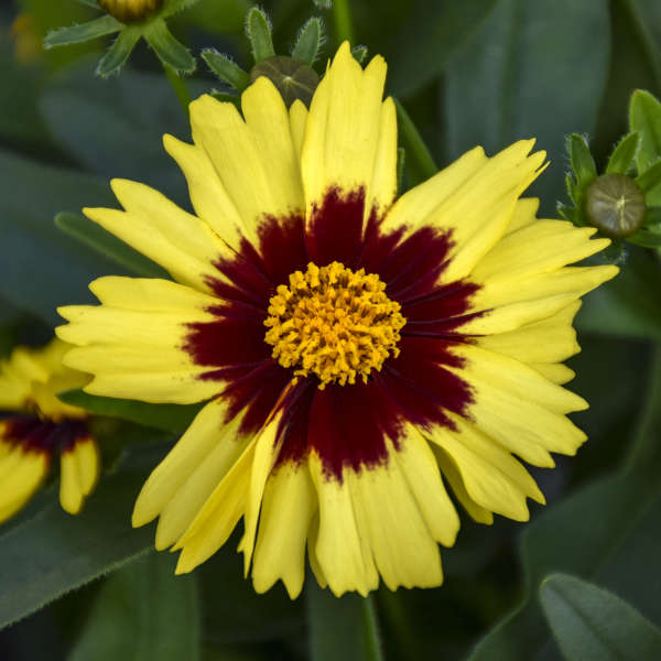 3 Coreopsis UPTICK™ Yellow & Red 'Baluptowed' Tickseed Perennial Starters. Love Sun. Easy to Grow. Great for Beginners.