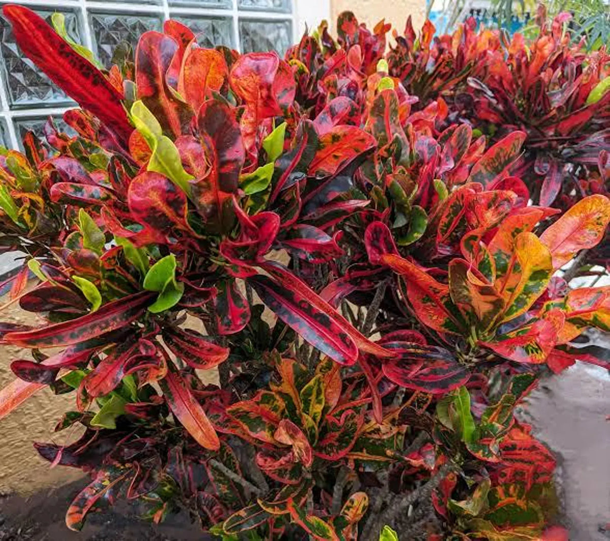 Hosta King / Croton