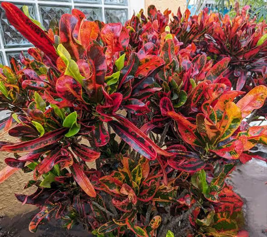 Hosta King / Croton