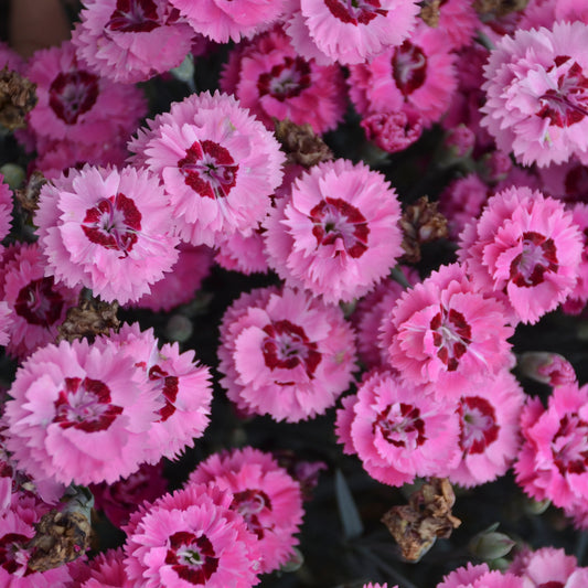 3 Live Dianthus Cute as a Button Perennial Plants. Loves Sun. Easy to Grow. Pollinator