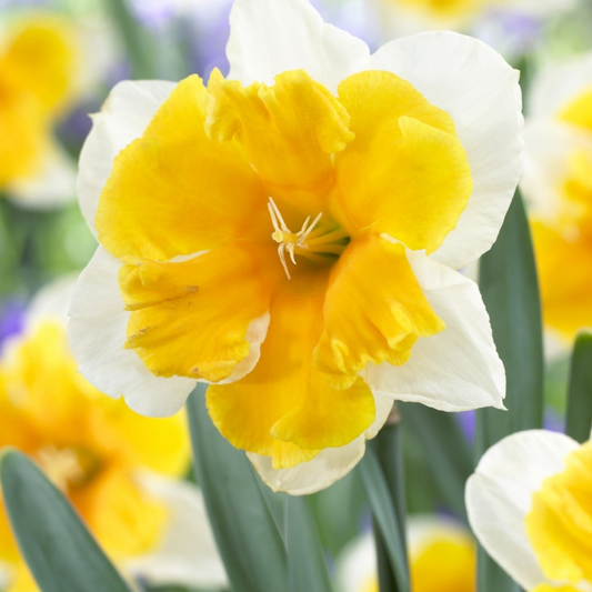 5 Narcissi Butterfly 'Orangery' Daffodil Bulbs. Easy to Grow. Loves Sun. Comes Back Every Year.
