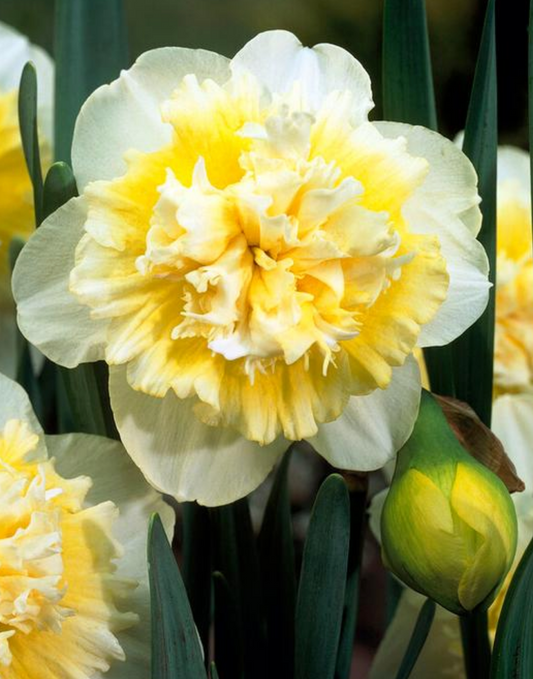 5 Narcissi Double 'Ice King' Daffodil Perennial Starter Bulbs. Mid-Spring Bloomer, Lightly Fragrant.