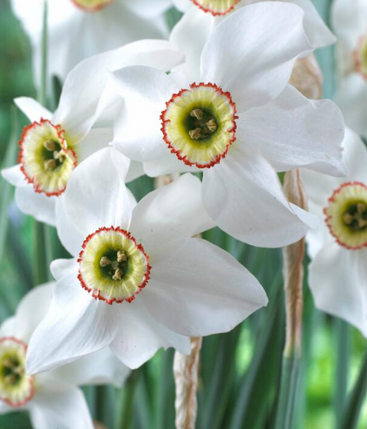 6 Narcissi Small Cupped 'Poeticus Recurvus' Daffodil Bulbs. Easy to Grow. Loves Sun. Comes Back Every Year.