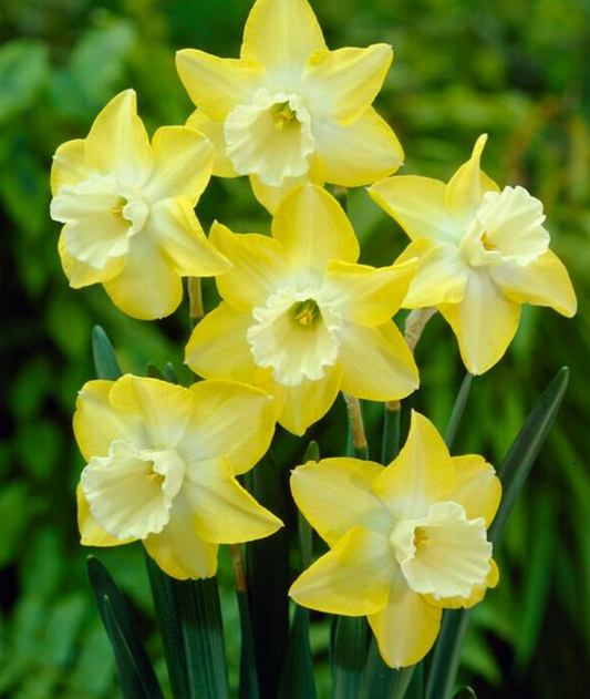 5 Narcissi Miniature 'Hillstar' Daffodil Bulbs. Easy to Grow. Loves Sun. Comes Back Every Year.