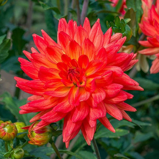 Berbee Bulb Co. / Dahlia Karma Fiesta