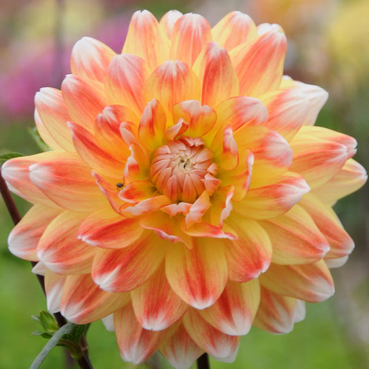 Berbee Bulb Co. / Dahlia Peaches and Cream
