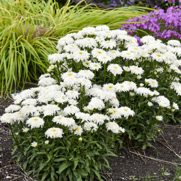 Walters Gardens, Inc. / Leucanthemum superbum 'Marshmallow' 
