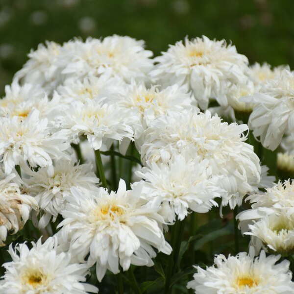 Walters Gardens, Inc. / Leucanthemum superbum 'Marshmallow' 