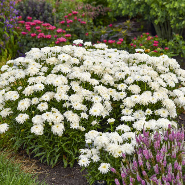 Walters Gardens, Inc. / Leucanthemum superbum 'Marshmallow' 