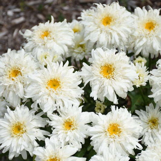 Walters Gardens, Inc. / Leucanthemum superbum 'Marshmallow' 