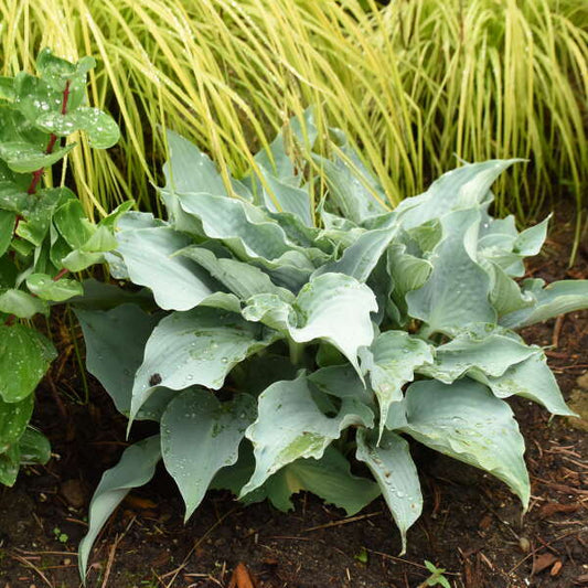 Dancing With Dragons Hosta. Super Cool Colors. Rare Find. Loves Shade. Perfect for your Garden.