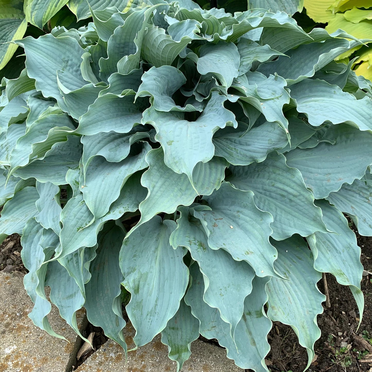 Dancing With Dragons Hosta. Super Cool Colors. Rare Find. Loves Shade. Perfect for your Garden.