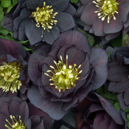 Helleborus 'Dark and Handsome' Lenten Rose Perennial. Near Black to Deep Purple Blooms. Stunning.