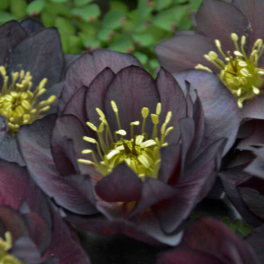 Helleborus 'Dark and Handsome' Lenten Rose Perennial. Near Black to Deep Purple Blooms. Stunning.