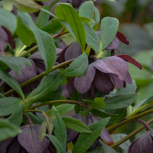 Dashing Groomsmen Lenten Rose Perennial. Bold Blooms.