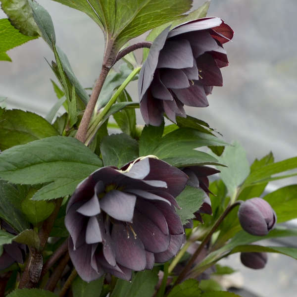 Dashing Groomsmen Lenten Rose Perennial. Bold Blooms.