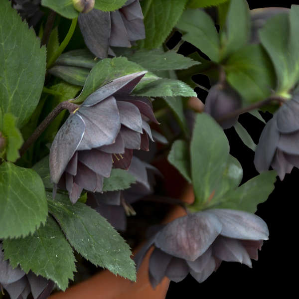 Dashing Groomsmen Lenten Rose Perennial. Bold Blooms.