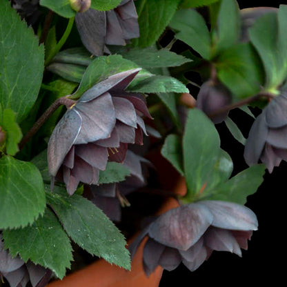 Dashing Groomsmen Lenten Rose Perennial. Bold Blooms.