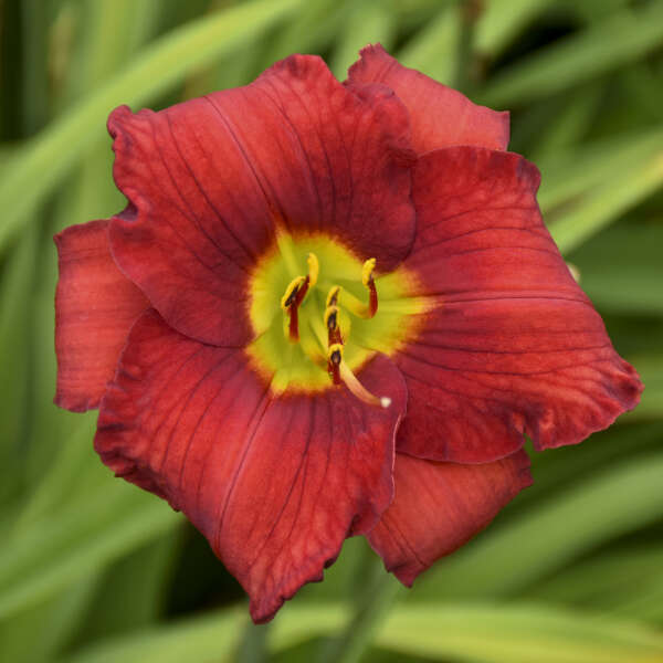 Walters Gardens, Inc. / Hemerocallis 'Funny Valentine'