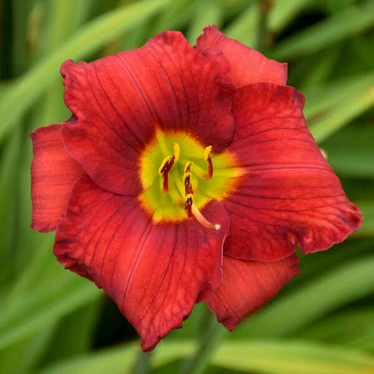 Walters Gardens, Inc. / Hemerocallis 'Funny Valentine'