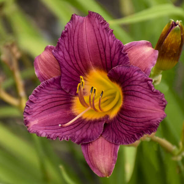 Walters Gardens, Inc. / Hemerocallis 'Purple De Oro'