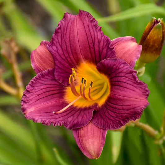Walters Gardens, Inc. / Hemerocallis 'Purple De Oro'