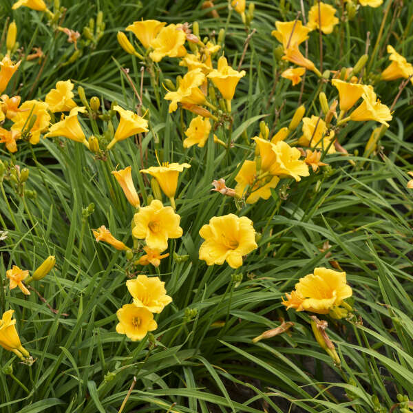 Walters Gardens, Inc. / Hemerocallis 'Stella de Oro'