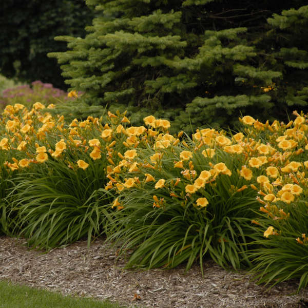 Walters Gardens, Inc. / Hemerocallis 'Stella de Oro'