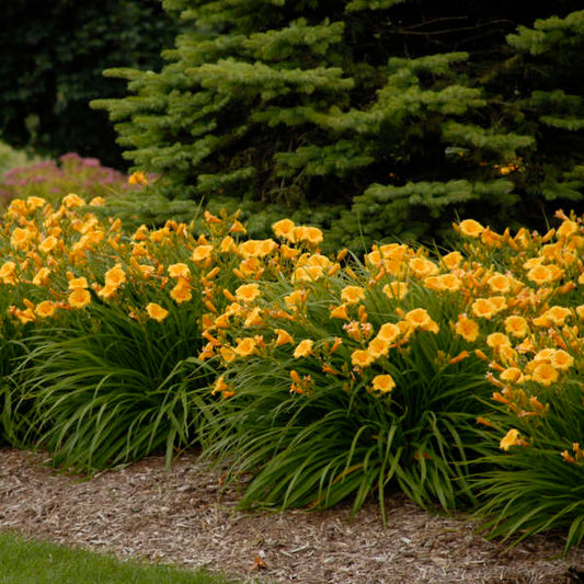 Walters Gardens, Inc. / Hemerocallis 'Stella de Oro'