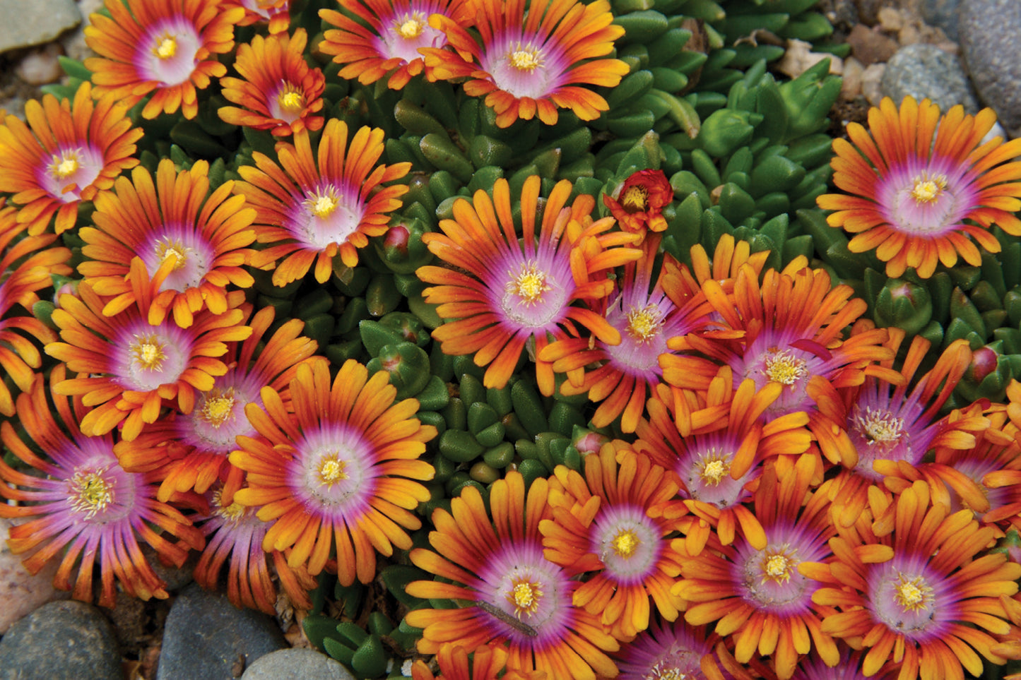 Creek Hill Nursery / Delosperma 'Fire Spinner'