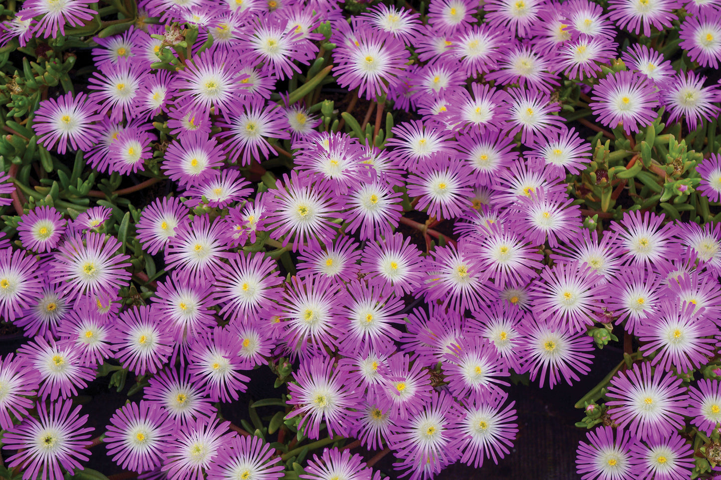 Creek Hill Nursery / Delosperma 'Violet Wonder'