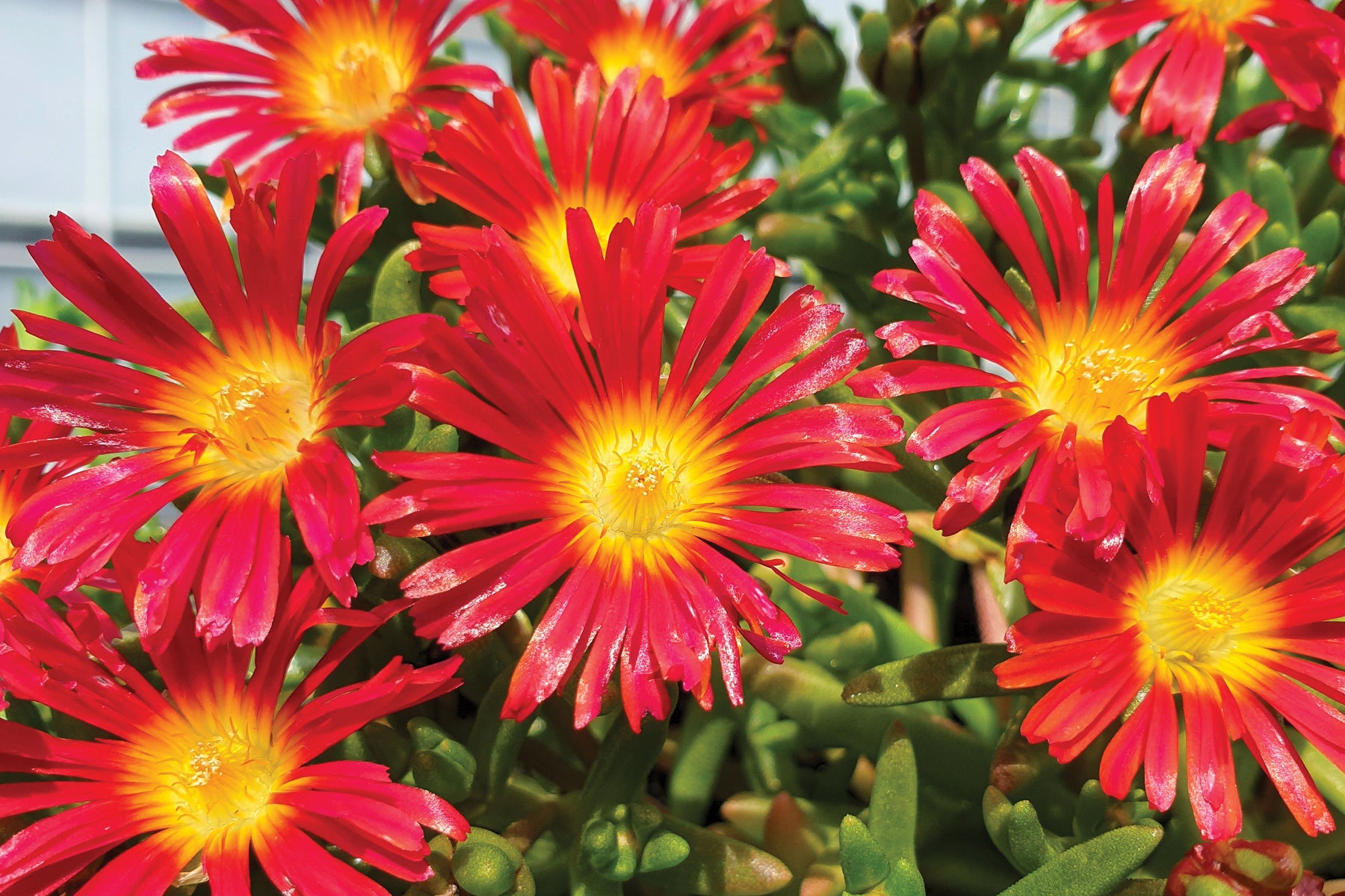Creek Hill Nursery / Delosperma 'Hot Red'