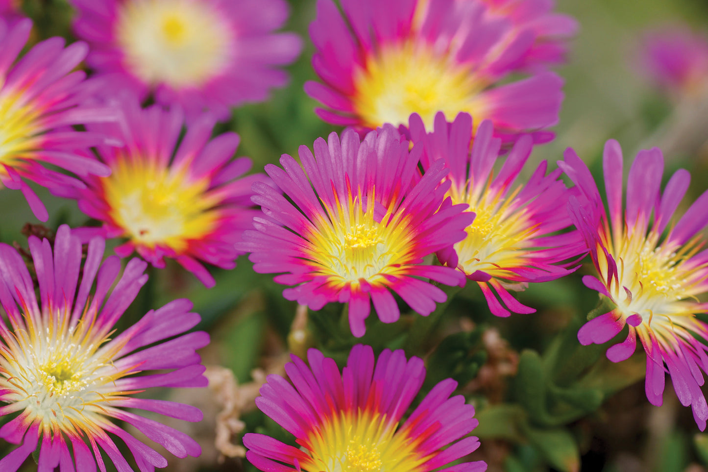 Creek Hill Nursery / Delosperma 'Wheels of Wonder Hot Pink Wonder'