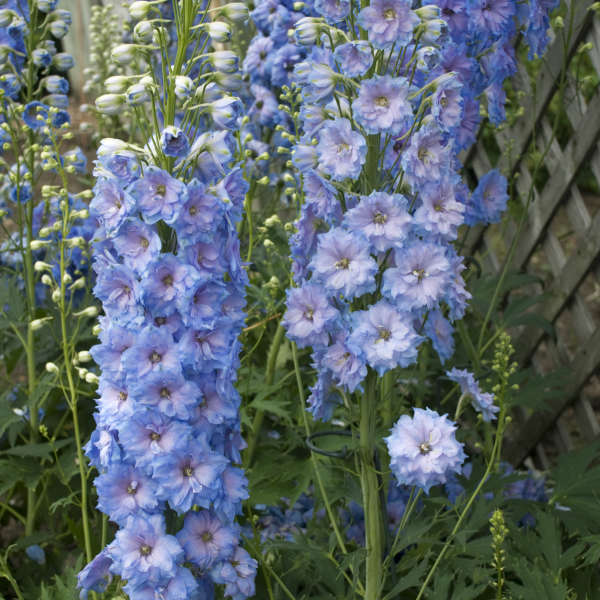 Walters Gardens, Inc / Delphinium 'Blue Lace'