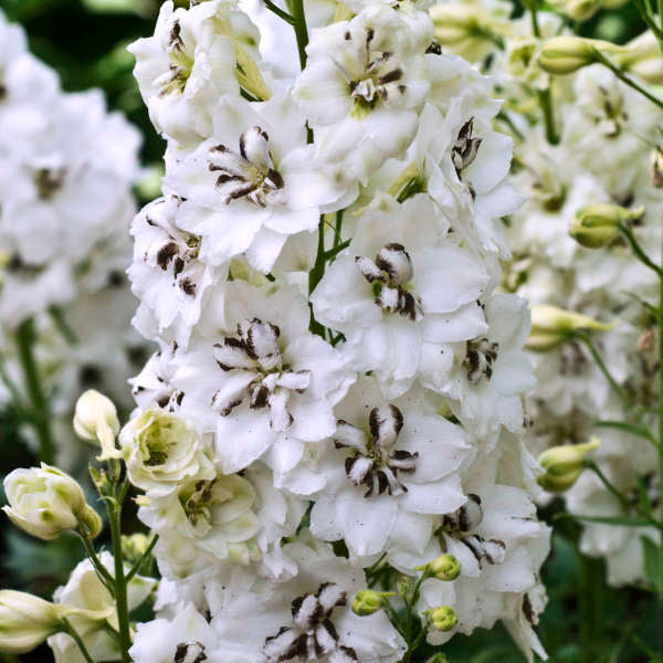 New Zealand Delphiniums via Walters Gardens, Inc. / Delphinium 'Black Eyed Angels'