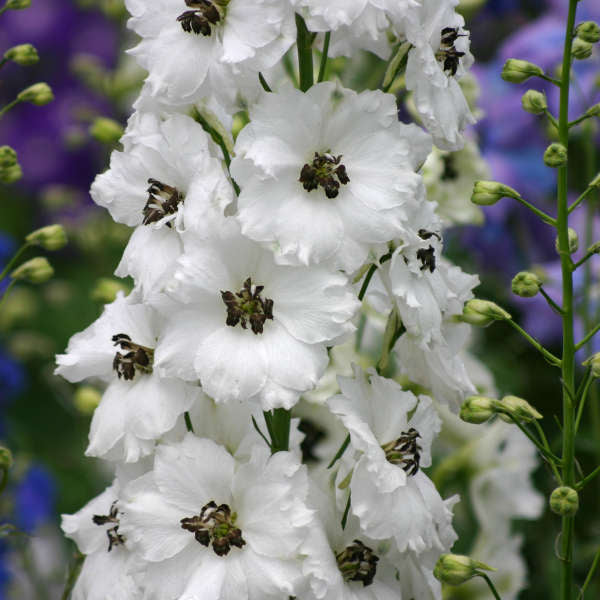 New Zealand Delphiniums via Walters Gardens, Inc. / Delphinium 'Black Eyed Angels'