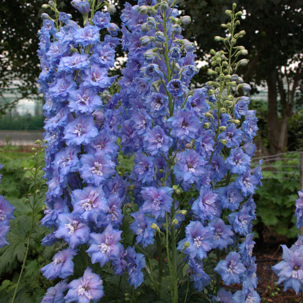 New Zealand Delphiniums via Walters Gardens, Inc / Delphinium 'Blue Lace'